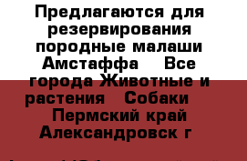 Предлагаются для резервирования породные малаши Амстаффа  - Все города Животные и растения » Собаки   . Пермский край,Александровск г.